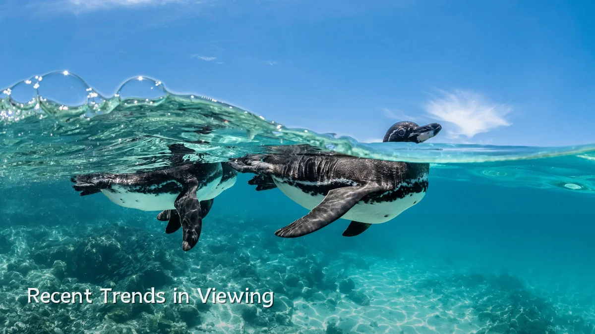 Recent Trends in Viewing