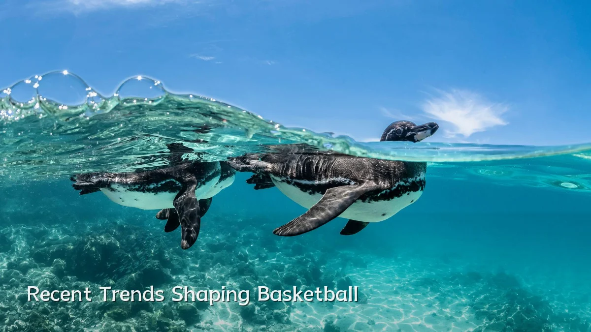 Recent Trends Shaping Basketball
