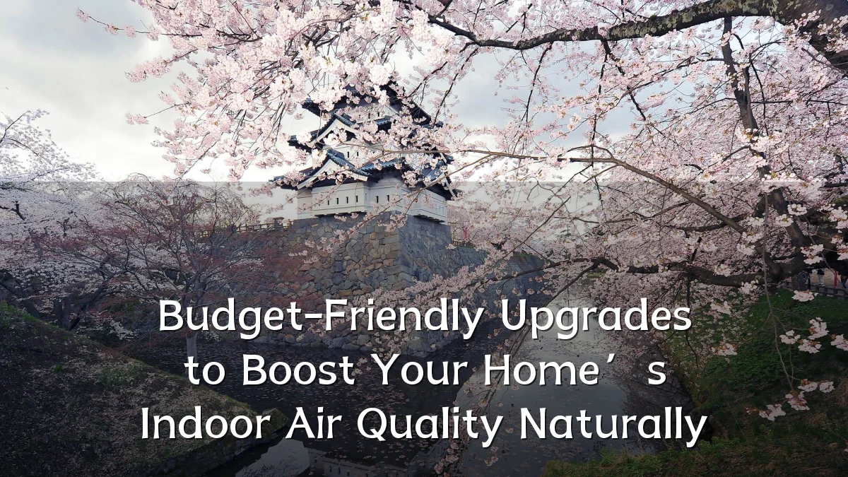 Budget-Friendly Upgrades to Boost Your Home’s Indoor Air Quality Naturally